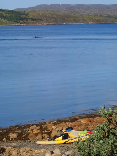 That's a minke whale mid-fjord